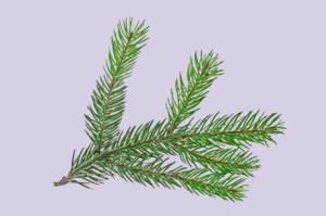The nameless fir tree branch – loremnotipsum.com