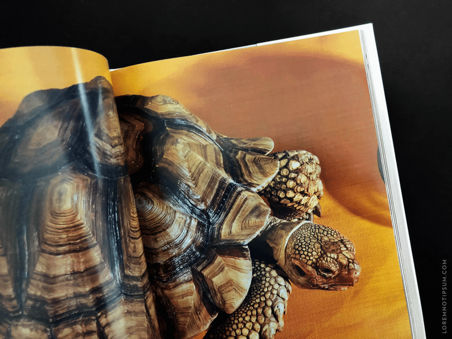 Buffalo Zine No. 8 – loremnotipsum.com