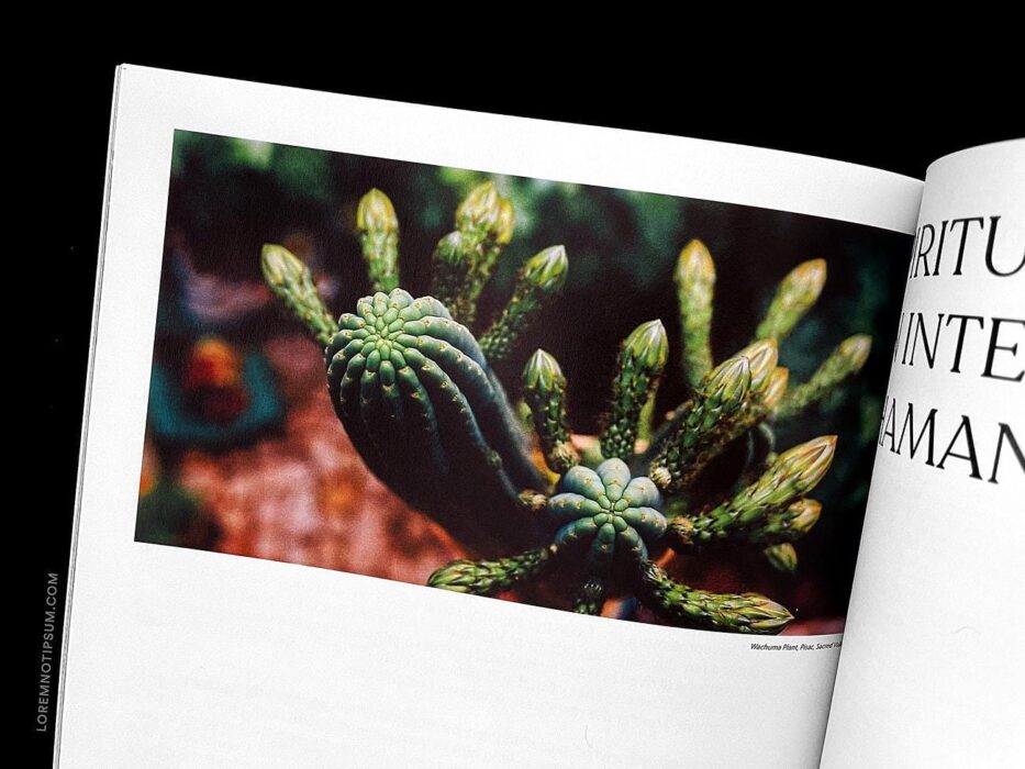 The Jungle Journal Volume 1 – loremnotipsum.com