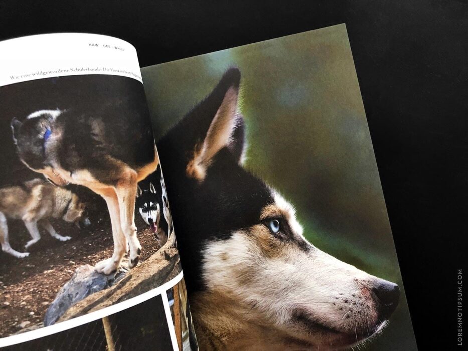 Transhelvetica Magazin Nr. 49 (Hund) – loremnotipsum.com