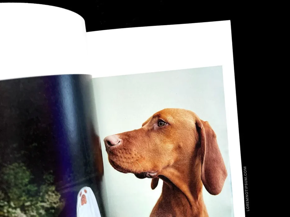 loremnotipsum_dog-and-human_magazine_issue2_13