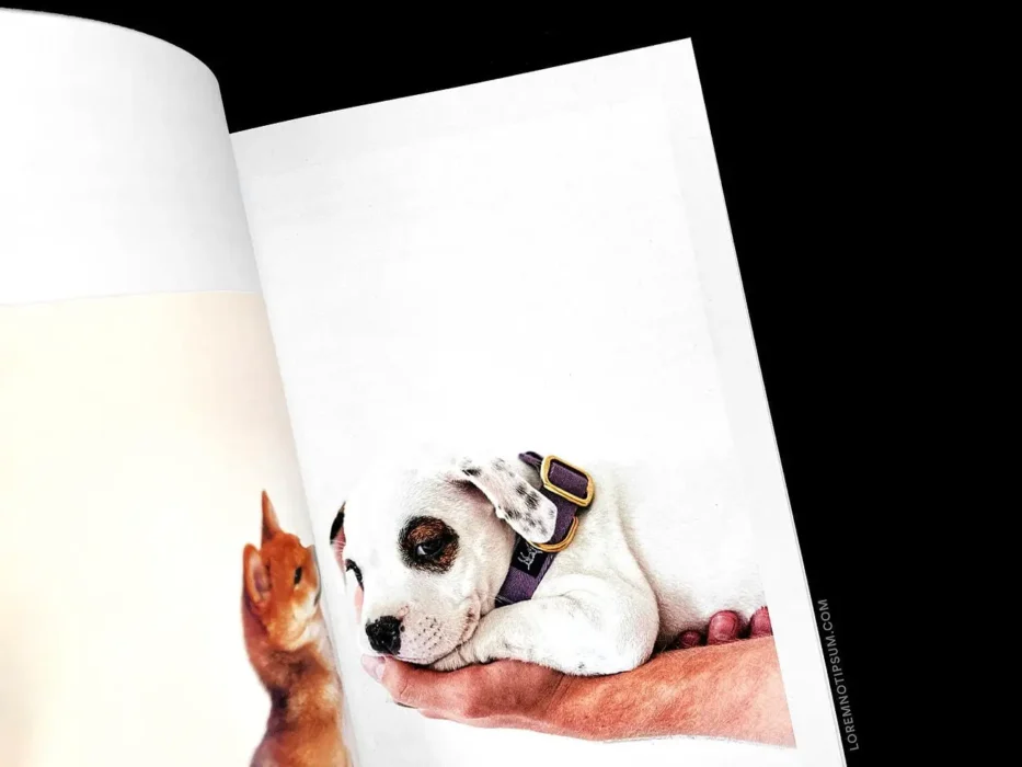 loremnotipsum_dog-and-human_magazine_issue2_15