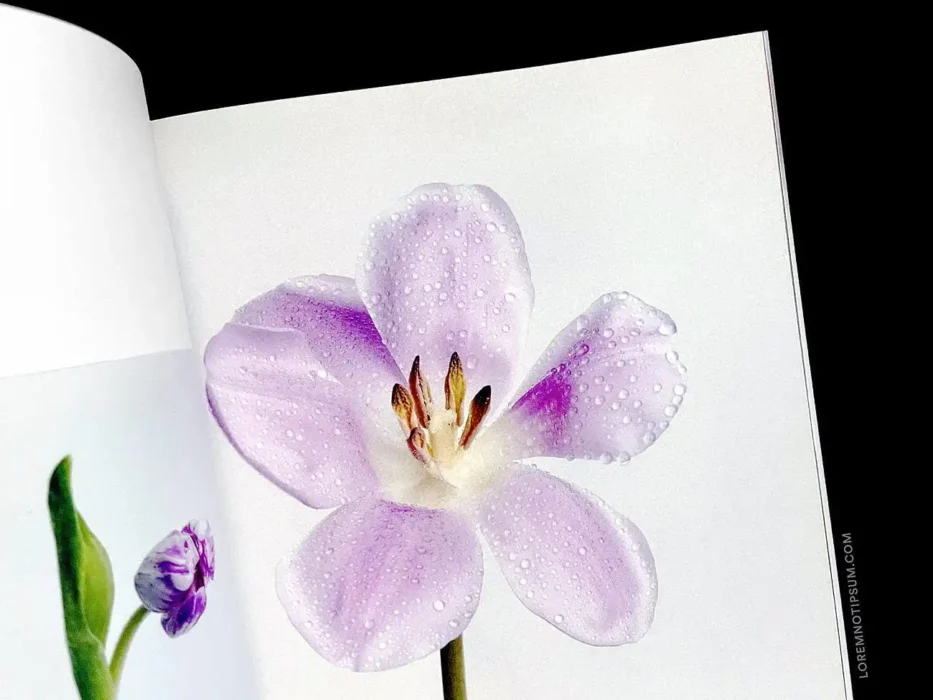 loremnotipsum_plus-magazine_issue3_05