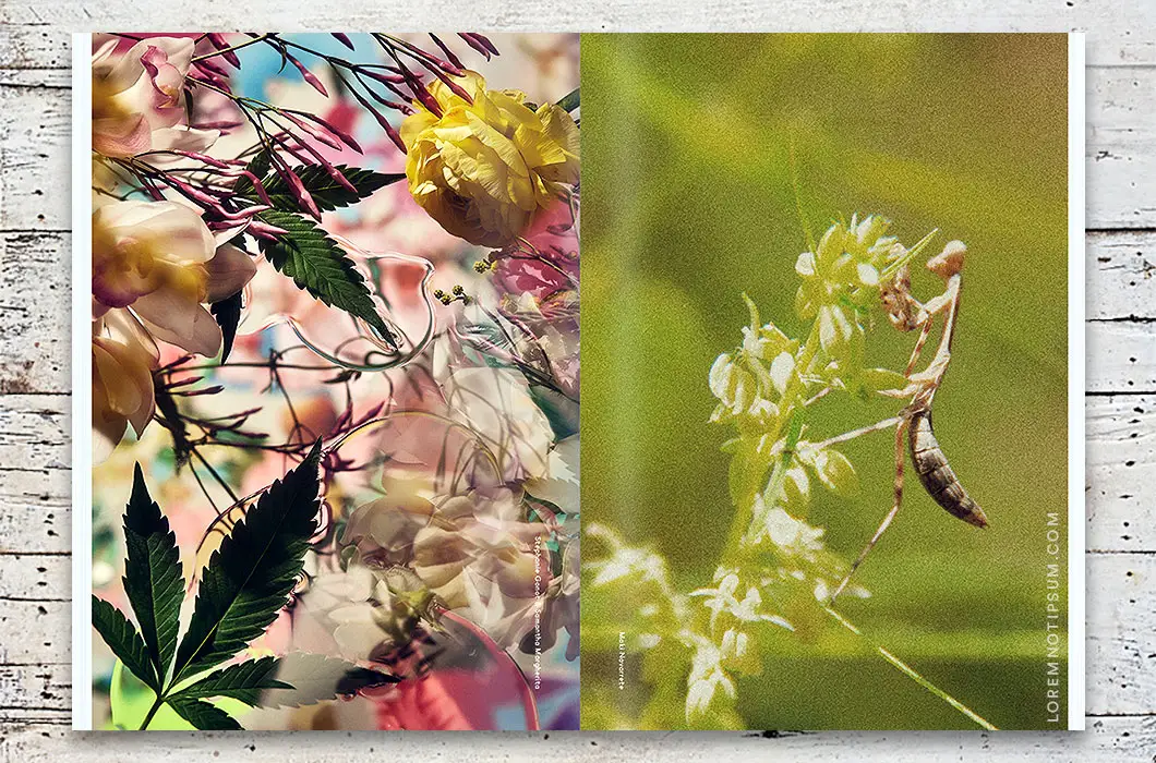 oremnotipsum_broccoli-magazine_issue12_06
