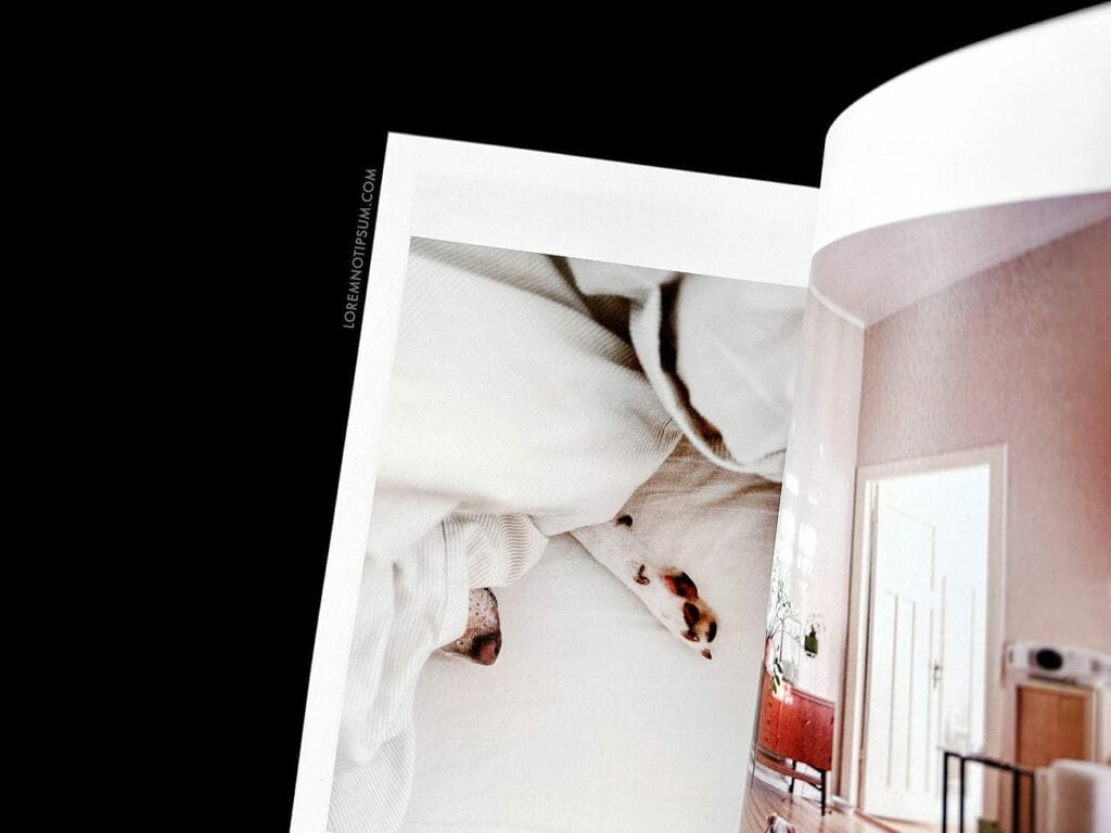 Dog+Human Magazine Issue 3 – loremnotipsum.com