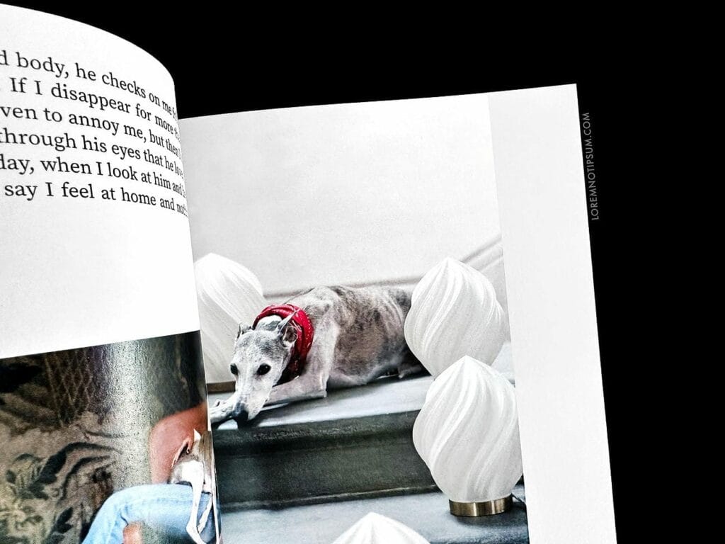 Dog+Human Magazine Issue 3 – loremnotipsum.com