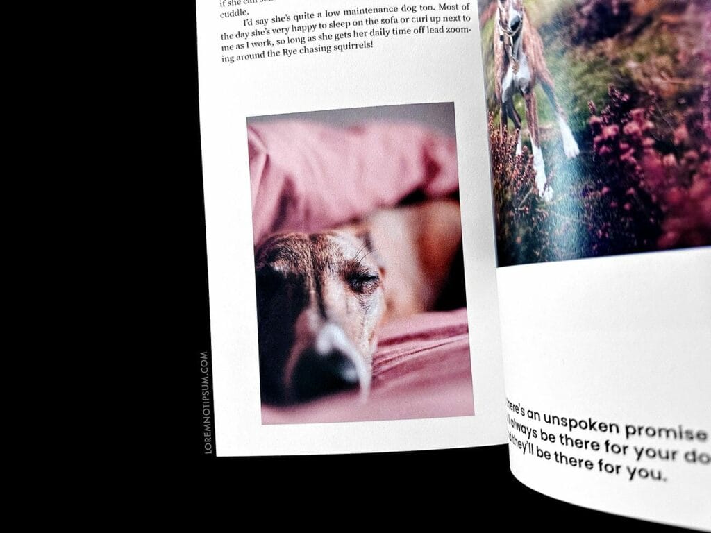 Dog+Human Magazine Issue 3 – loremnotipsum.com