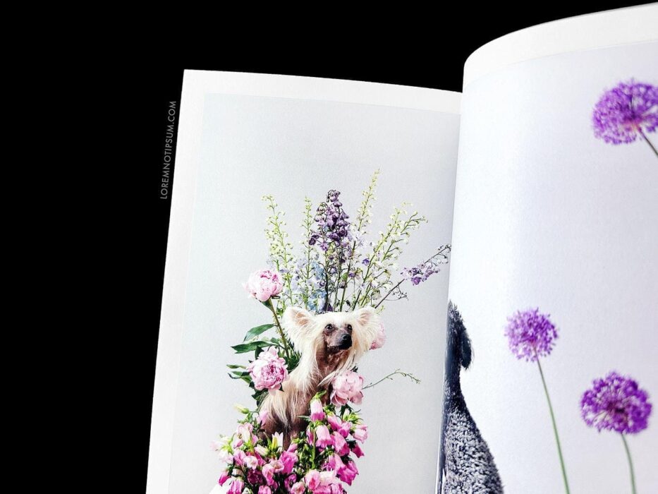 Dog+Human Magazine Issue 3 – loremnotipsum.com