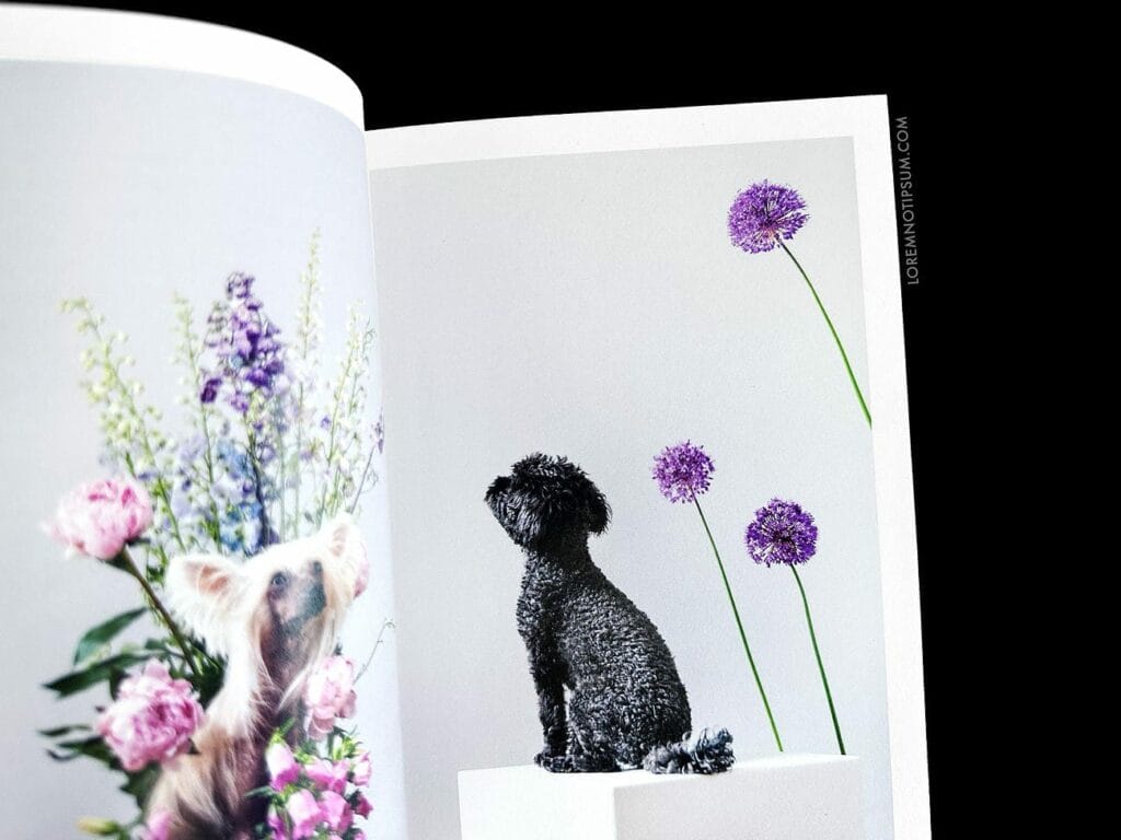Dog+Human Magazine Issue 3 – loremnotipsum.com