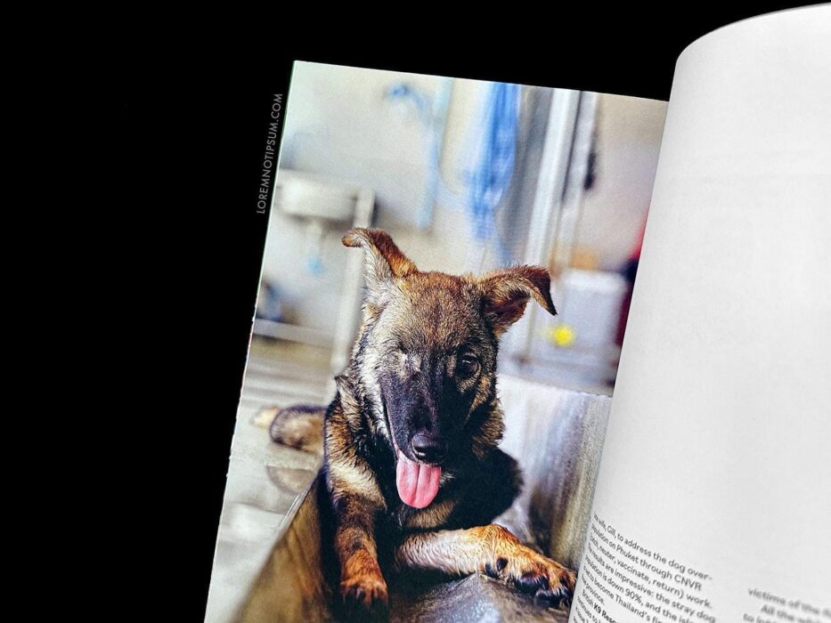 Wunderdog Magazine Issue 8 – loremnotipsum.com