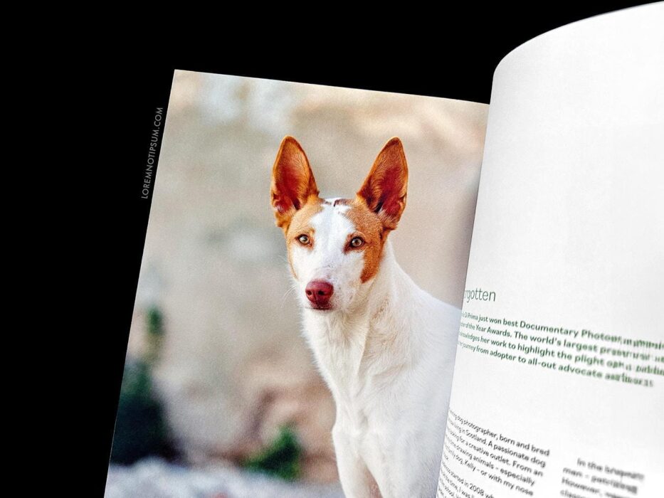Wunderdog Magazine Issue 8 – loremnotipsum.com
