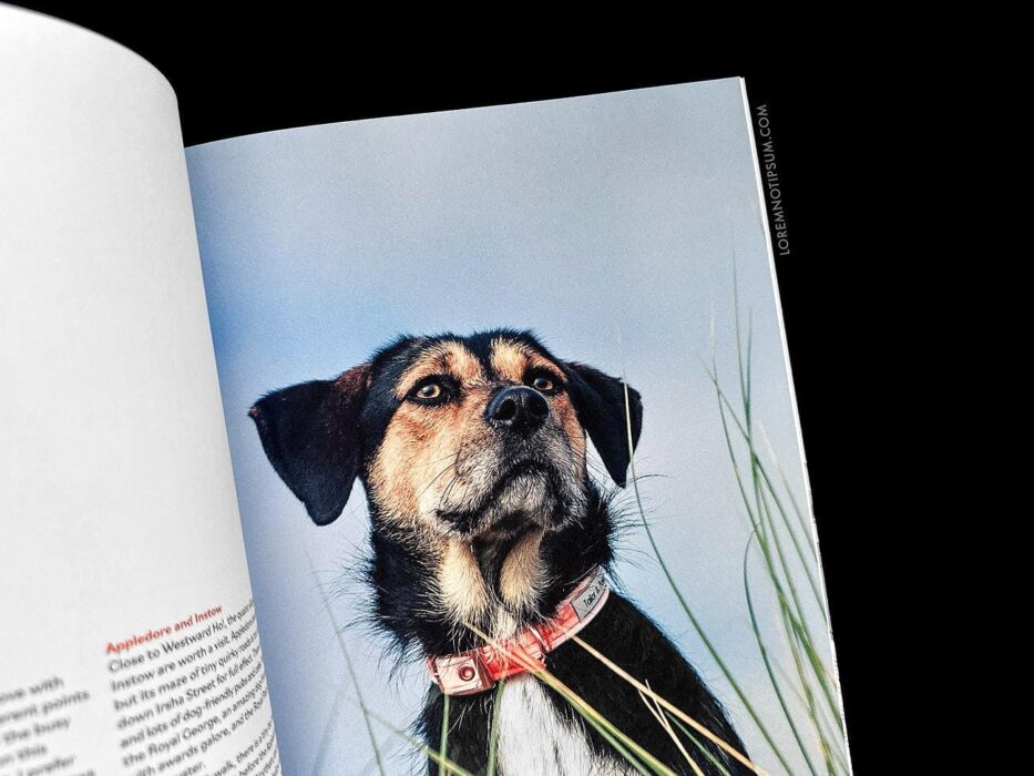 Wunderdog Magazine Issue 8 – loremnotipsum.com