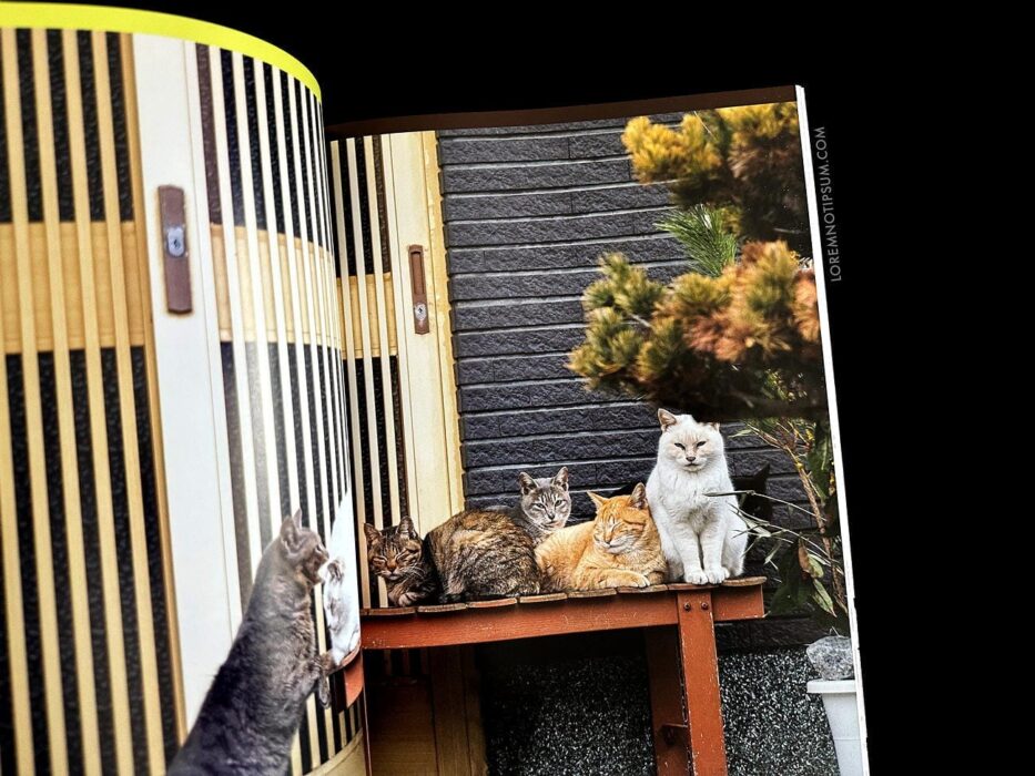Catnip Magazine Volume 1 – loremnotipsum.com