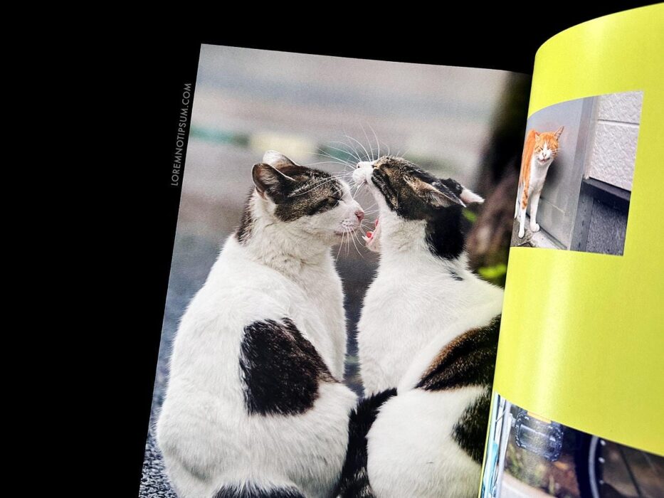 Catnip Magazine Volume 1 – loremnotipsum.com