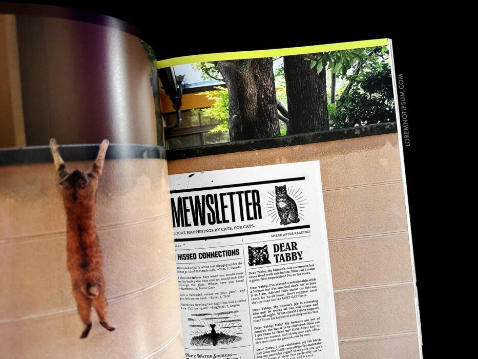 Catnip Magazine Volume 1 – loremnotipsum.com