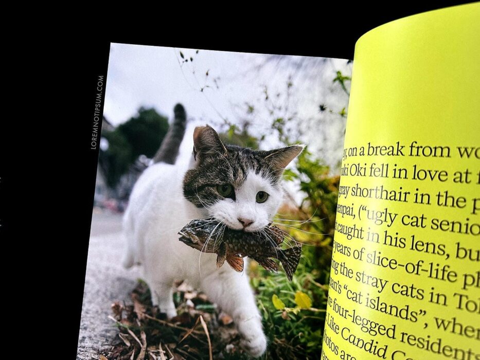 Catnip Magazine Volume 1 – loremnotipsum.com