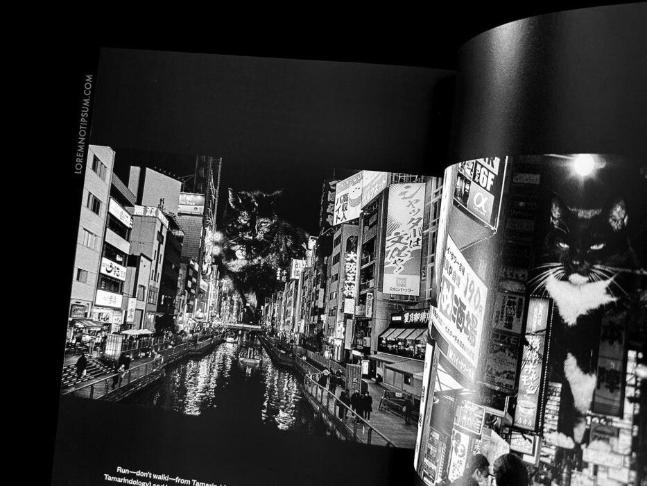 Catnip Magazine Volume 1 – loremnotipsum.com
