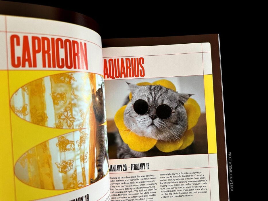 Catnip Magazine Volume 1 – loremnotipsum.com