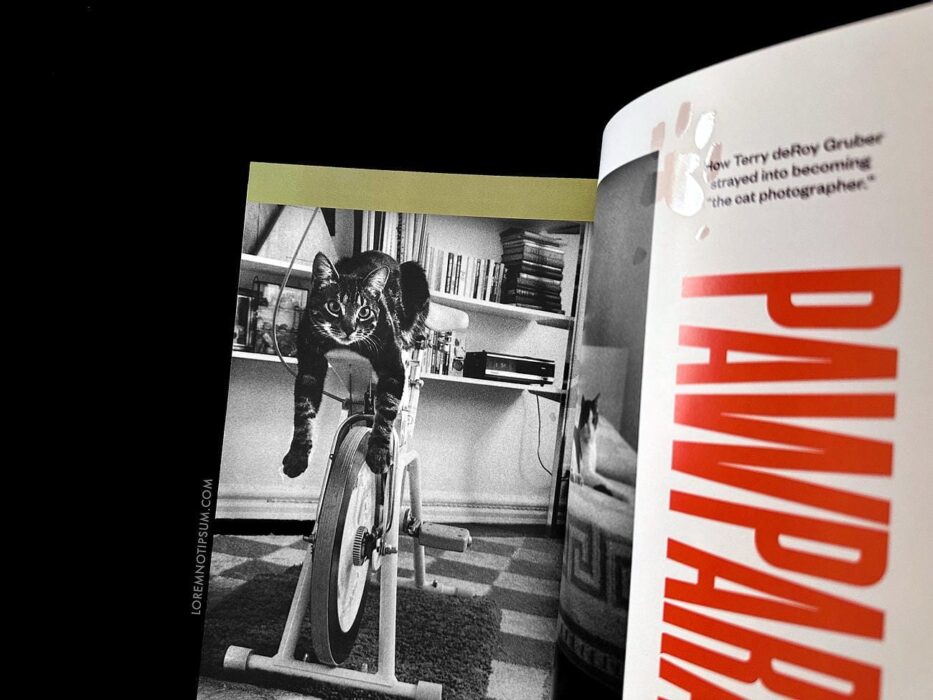Catnip Magazine Volume 1 – loremnotipsum.com