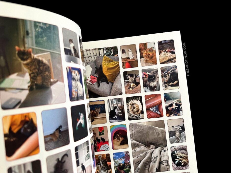 Catnip Magazine Volume 1 – loremnotipsum.com