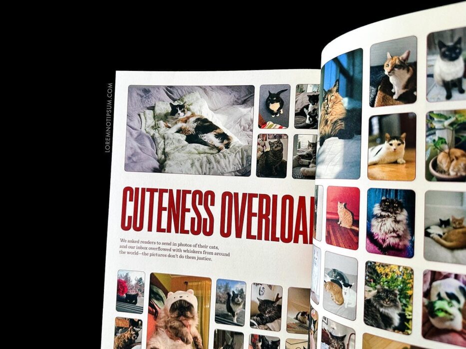 Catnip Magazine Volume 1 – loremnotipsum.com