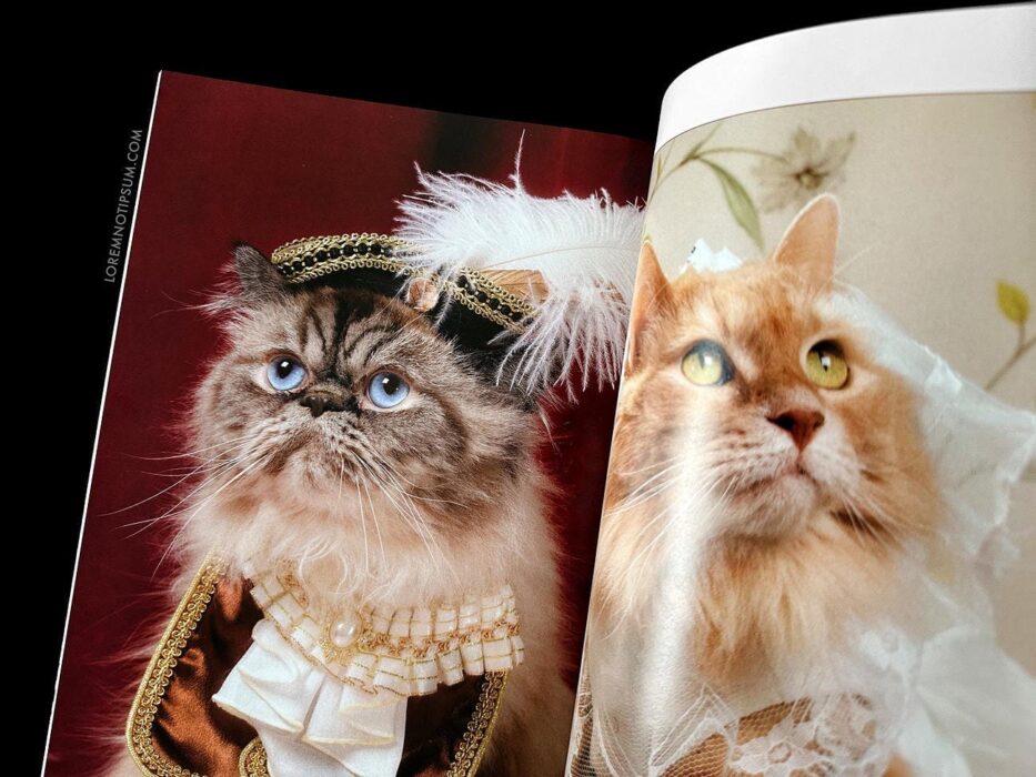 Catnip Magazine Volume 1 – loremnotipsum.com