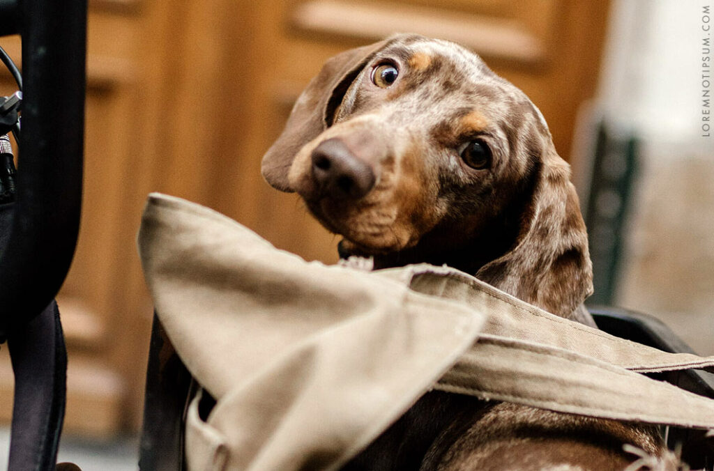 The Weekender Book Paris by Charlotte Bergan Cioli – loremnotipsum.com