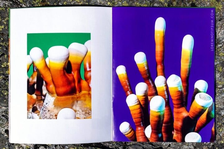 Mushroom and Friends Issue 4 by Phyllis Ma featuring the Ganoderma mushrooms – loremnotipsum.com